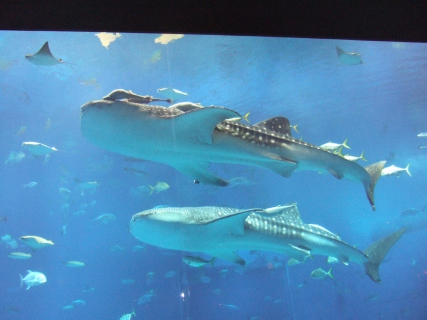 DSCF1460.jpg
